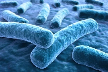 Näpunäited Lactobacilli kasutamiseks