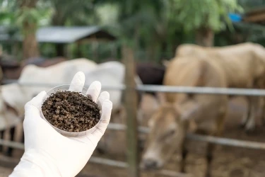 Millistes söötades kasutatakse tavaliselt Bacillus subtilisit?